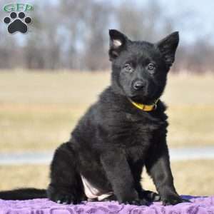 Jinger, German Shepherd Puppy